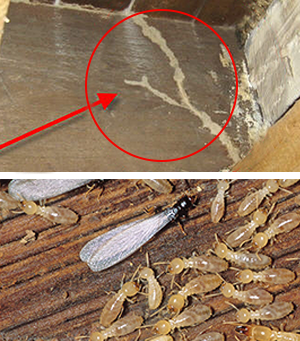 Red circle identifying mud tubes along housing foundation, indicating termite activity. Termites.